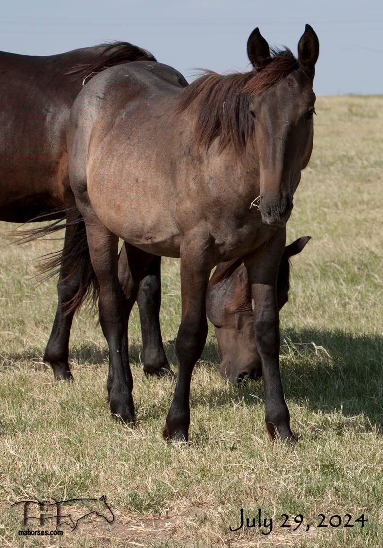 Miss Nads 2023 Blue Roan Stallion
